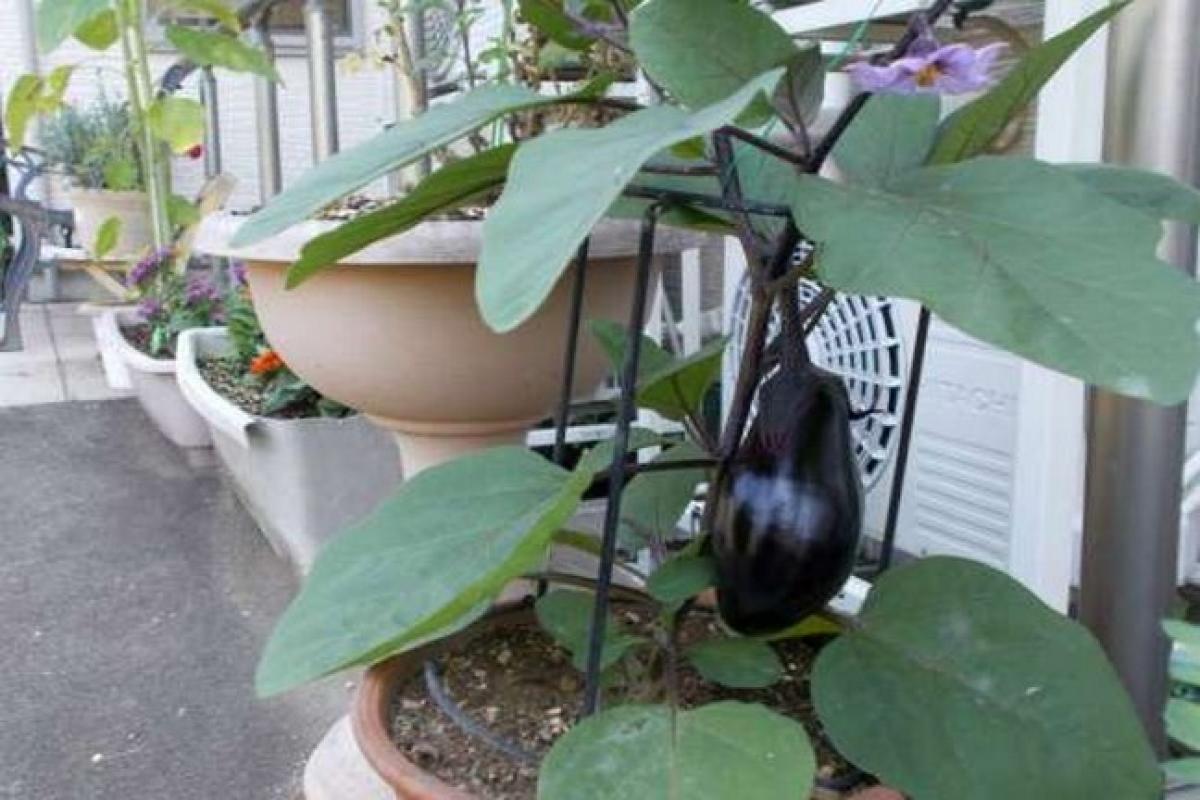 みんなの家・横浜市ヶ尾