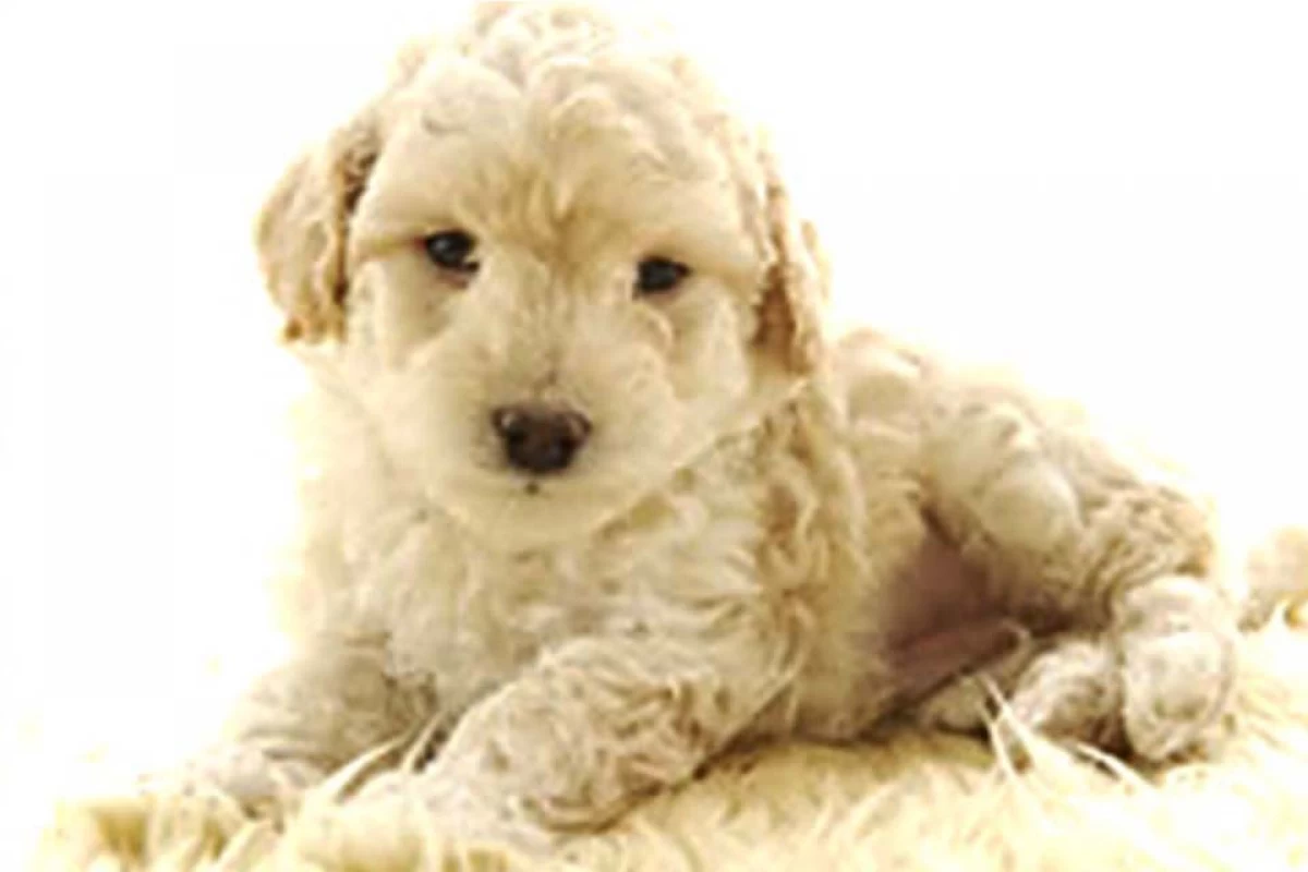 ペットが飼えるサ高住