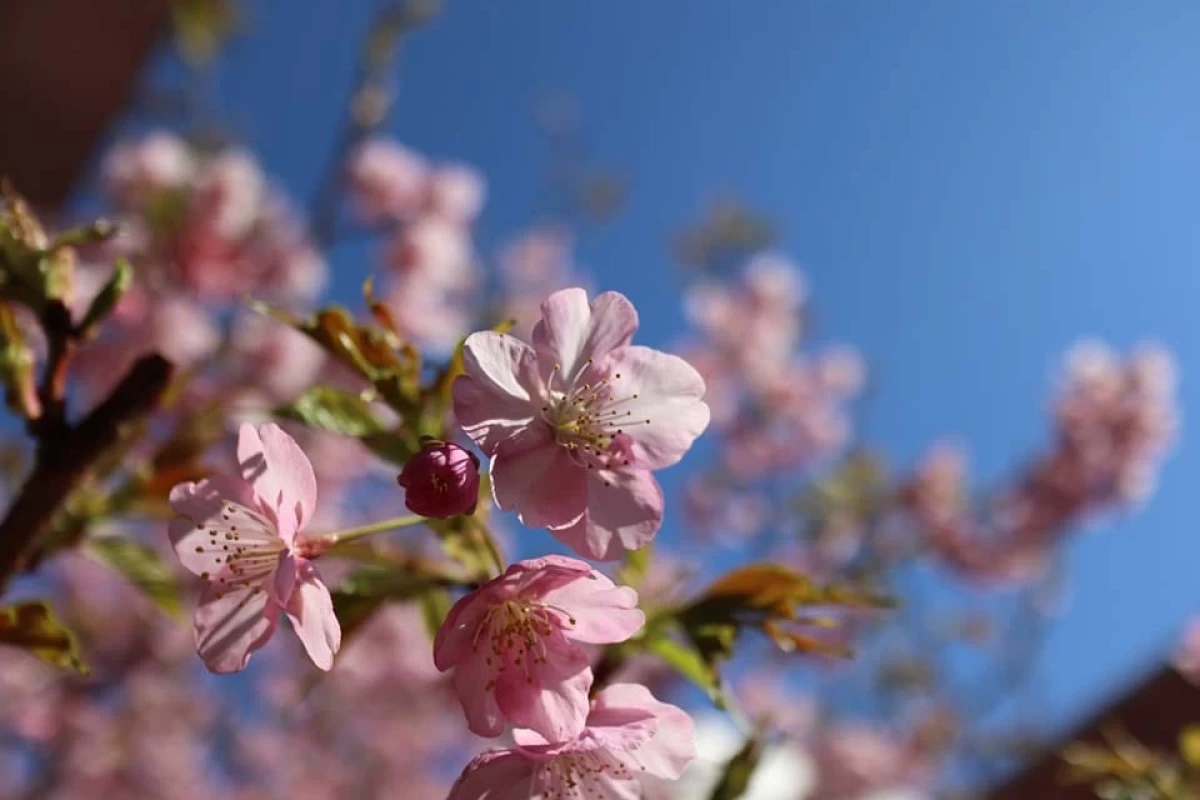 「五感の生活」を実現する充実の設備。当館の目の前には大きな桜の木も