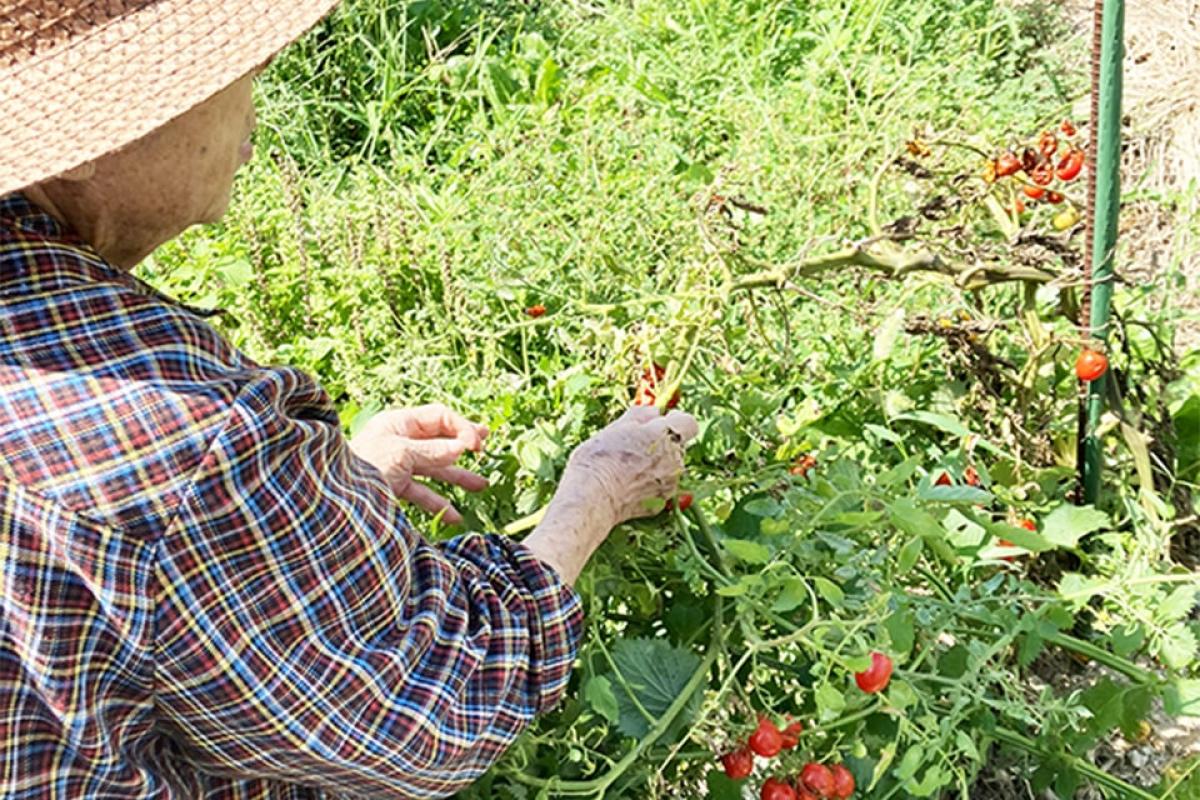 菜園