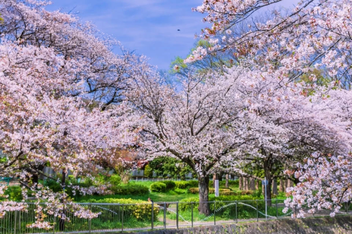 緑、公園が多い地域で、季節の変化を感じられる周辺環境
