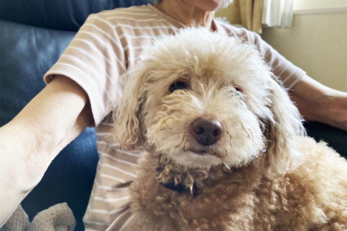 ペットとの生活