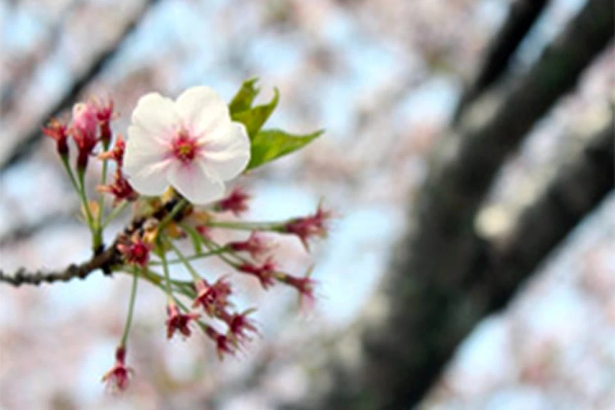 ケアハウス泉佐野（特定施設）