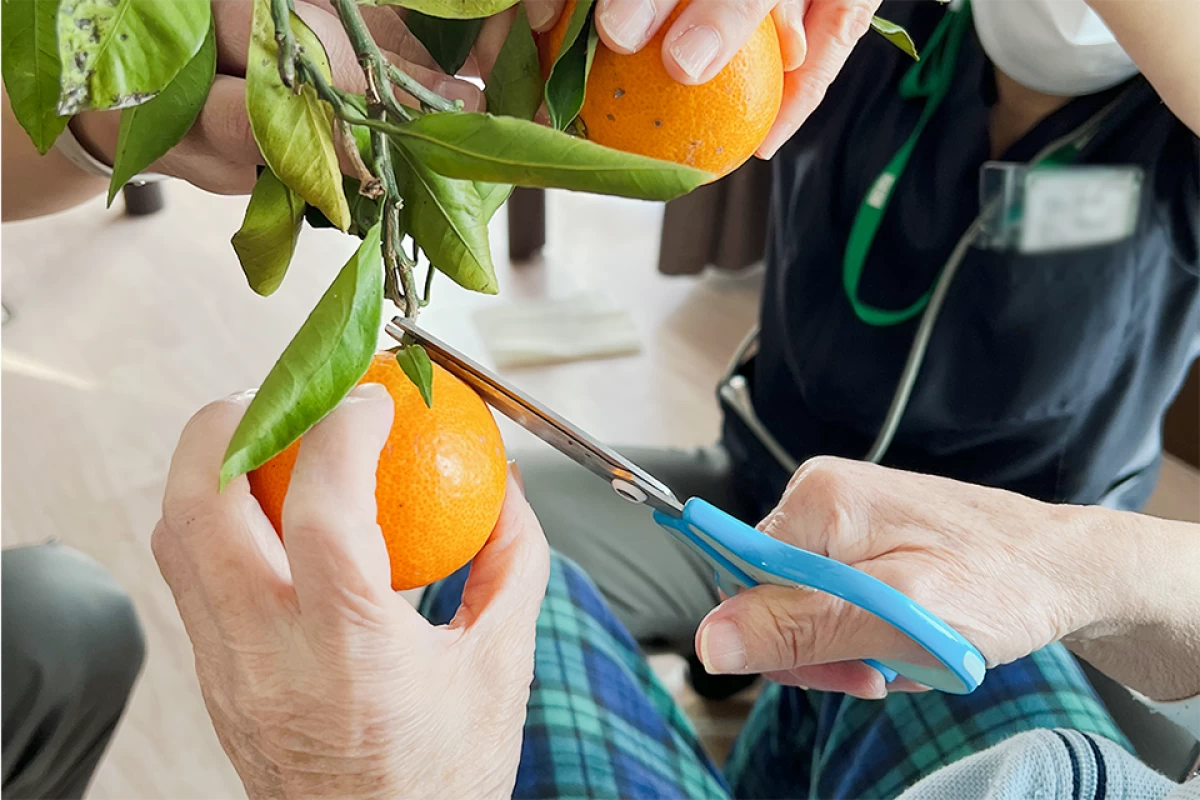 みかん狩り体験