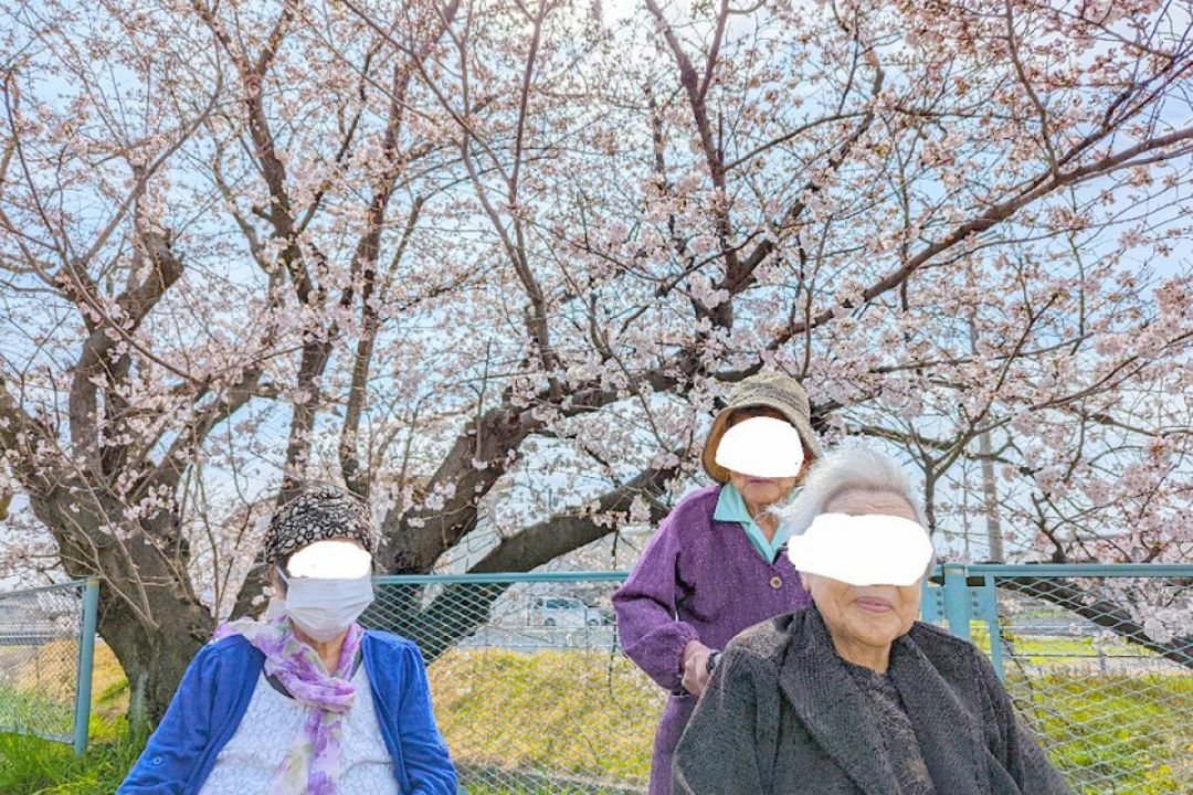 マグノリア