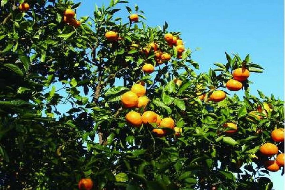 すこや家・真鶴