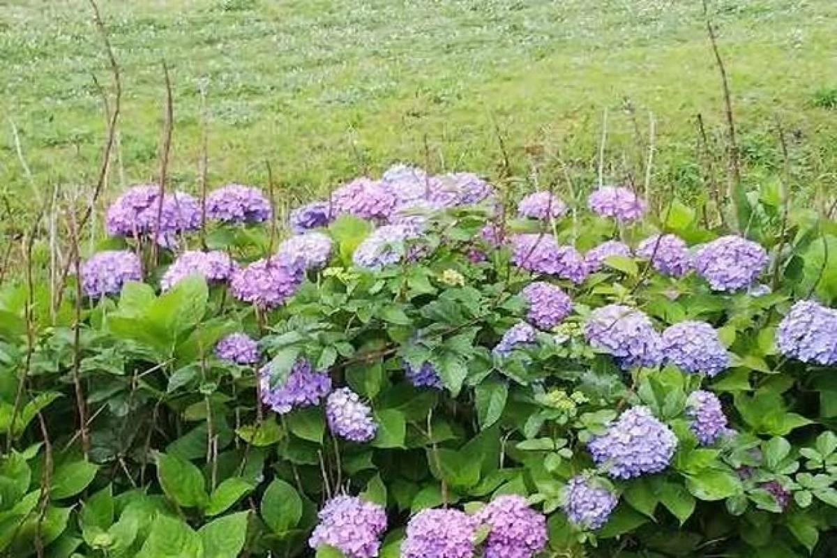 みんなの家・横浜宮沢２