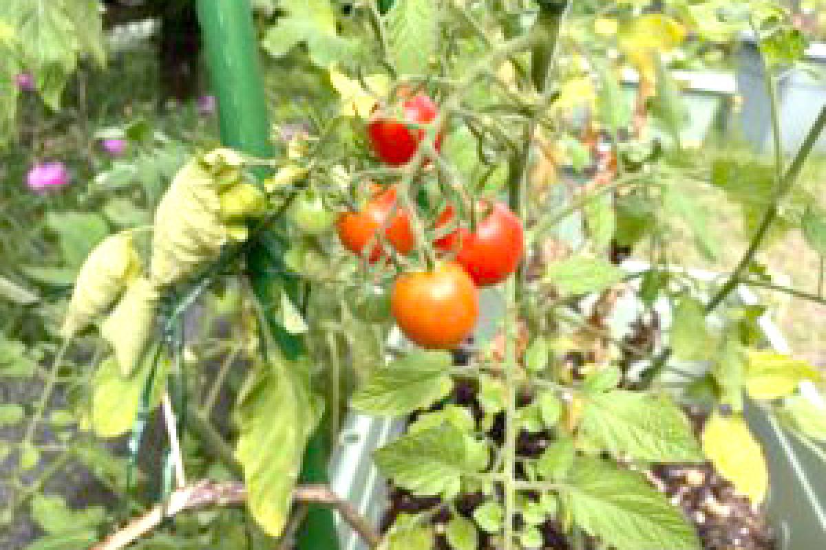 菜園